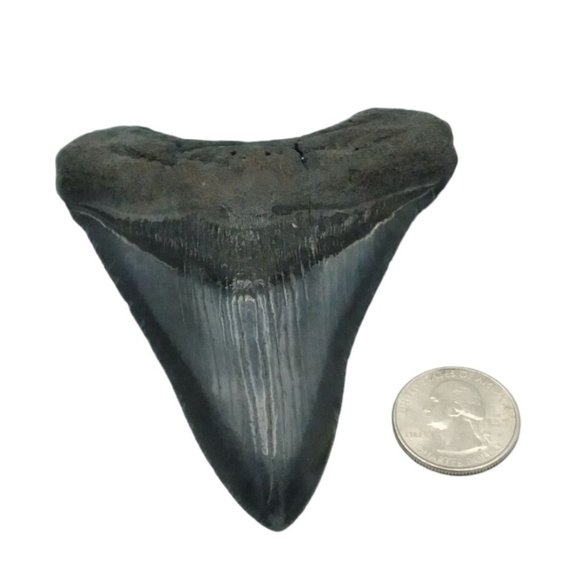 Prehistoric Otodus Megalodon Fossilized Shark Tooth Massive Top Quality Specimen - Picture 7 of 7